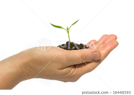 plant plant 16448593