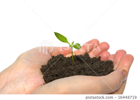 plant in hands plant in hands 16448719