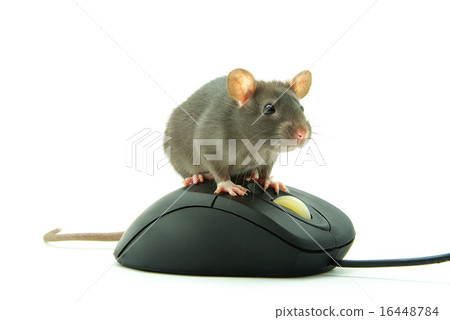 rat on computer mouse rat on computer mouse 16448784