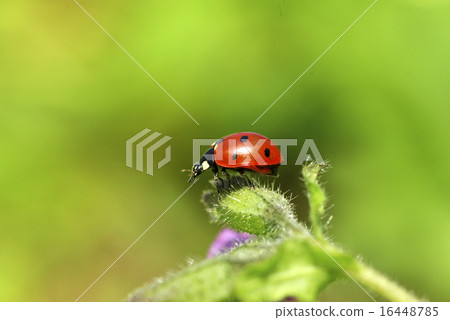 ladybug ladybug 16448785
