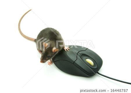 rat and computer mouse rat and computer mouse 16448787