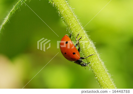 ladybug on grass ladybug on grass 16448788