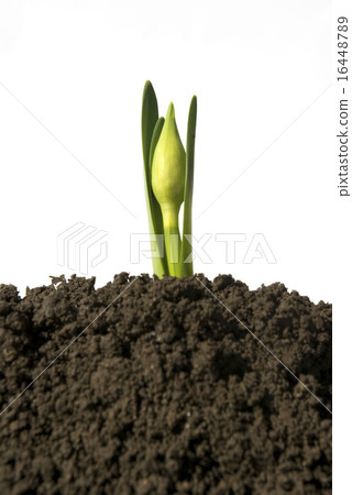 plant plant 16448789