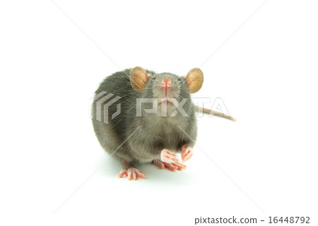 rat rat 16448792