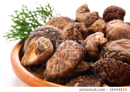 迪克香菇 16448819