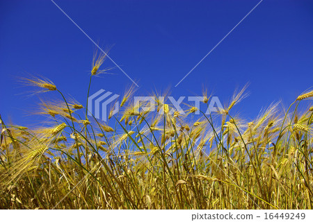 wheat ears 16449249