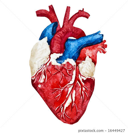 Watercolor human heart - Stock Illustration [16449427] - PIXTA