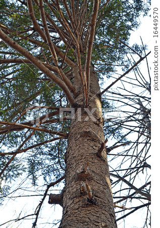 German spruce German spruce 16449570