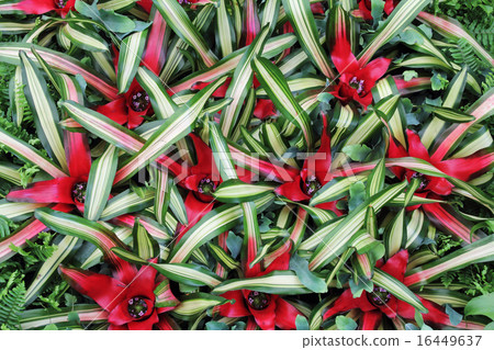 Flowers cryptanthus 16449637