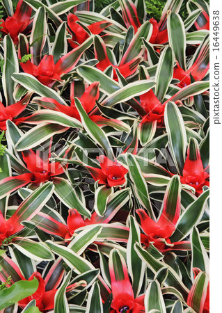 Flowers cryptanthus2 Flowers cryptanthus2 16449638