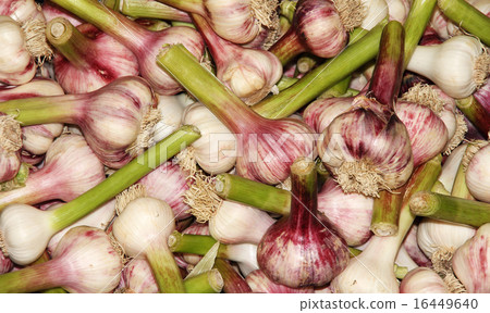 Garlic 16449640