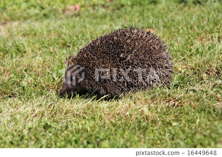 Hedgehog3 Hedgehog3 16449648