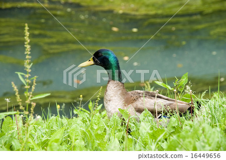 Mallard Mallard 16449656