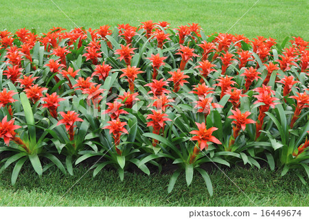 Red flowers guzmania2 16449674