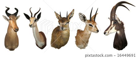 Stuffed animals antelope Stuffed animals antelope 16449691