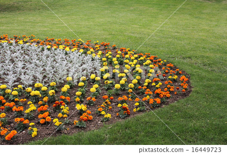 Yellow and orange  flowers 16449723