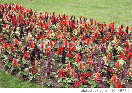 Yellow and red ascocentruhm Yellow and red ascocentruhm 16449724