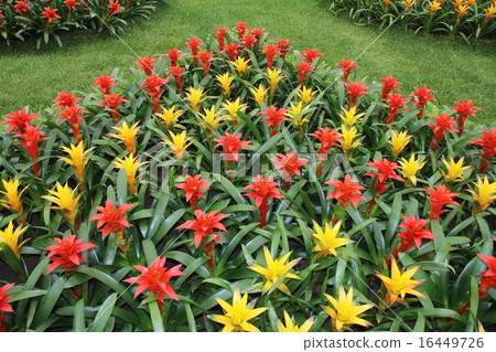 Yellow and red guzmania2 16449726