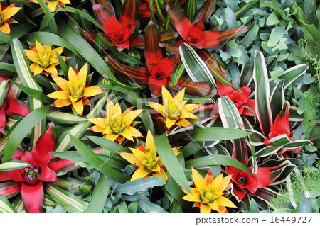 Yellow and red guzmania3 16449727