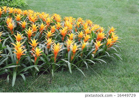Yellow flowers guzmania2 Yellow flowers guzmania2 16449729