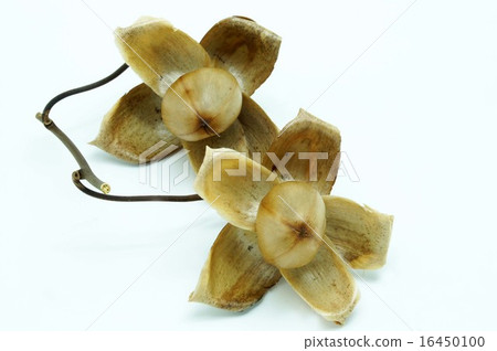 木玫瑰果 16450100