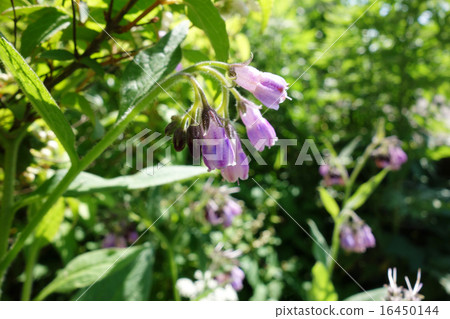 Beautiful flowers 16450144