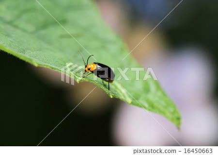 Black clams Black clams 16450663