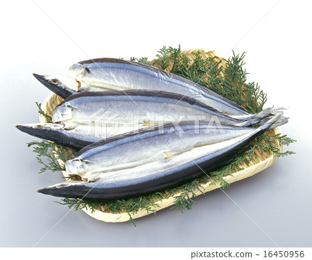 Open saury 16450956
