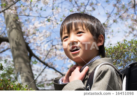 Elementary school students and cherry blossoms (entrance image) 16451098