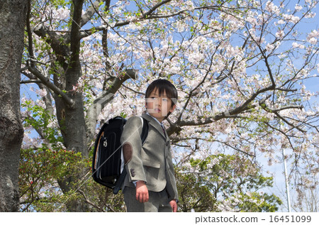 Elementary school students and cherry blossoms (entrance image) 16451099
