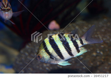 Oyaviccia Oyaviccia 16451217