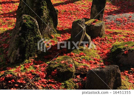 Eikenji · Decapitation of the garden garden Eikenji · Decapitation of the garden garden 16451355