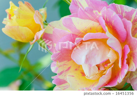 Rose flower background Rose flower background 16451356