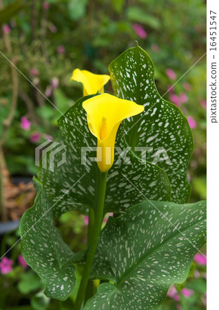 Flower 2 Flower 2 16451547