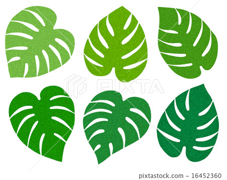 Monstera 16452360