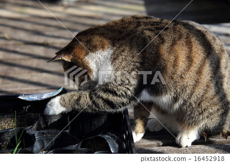 Naughty cat Naughty cat 16452918