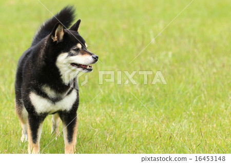 規劃是 規劃是 16453148