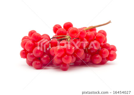red berries of viburnum 16454027