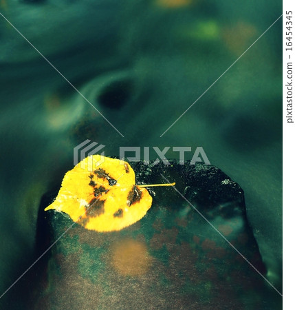 Autumn colorful leaf.Bright yellow aspen leaf.  16454345