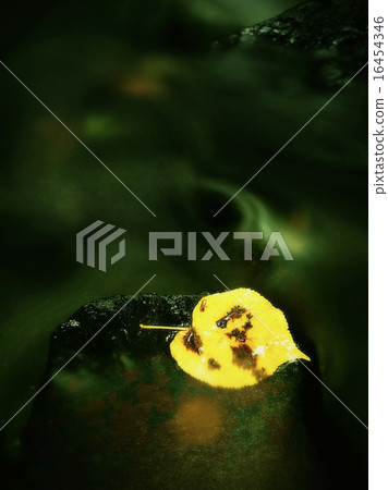 Autumn colorful leaf. Castaway on stone in stream Autumn colorful leaf. Castaway on stone in stream 16454346