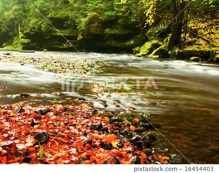 Mountain river with low level, gravel with leaves Mountain river with low level, gravel with leaves 16454403