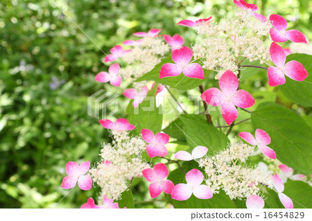 Kureai Yama Hydrangea 16454829