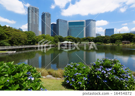 Hama Rikyu花園和Shiodome的高層建築街道照耀著湖面 16454872