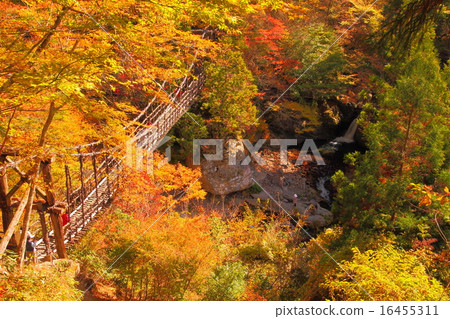 Oku Iya Kazura Bridge Autumn leaves Oku Iya Kazura Bridge Autumn leaves 16455311