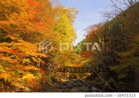 Oku Iya Kazura Bridge Autumn leaves 16455313