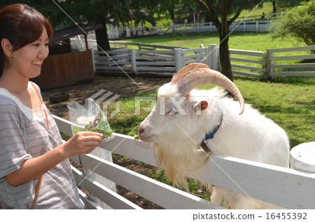 Sheep and women 16455392