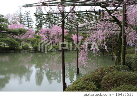 Kyoto Heian Shrine Cherry Blossoms 4 Kyoto Heian Shrine Cherry Blossoms 4 16455535