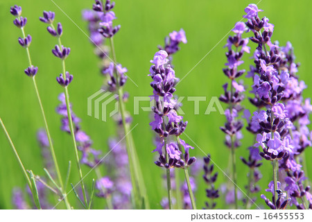 lavender 16455553
