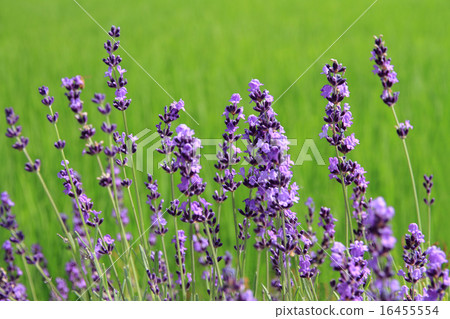 lavender lavender 16455554