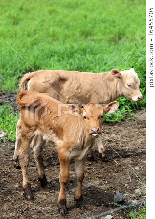 紅牛孔子 16455705